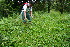  ( - BioBot10445)  @11 [ ] CreativeCommons - Attribution Non-Commercial Share-Alike (2011) Daniel H. Janzen Guanacaste Dry Forest Conservation Fund