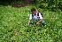  ( - BioBot10446)  @11 [ ] CreativeCommons - Attribution Non-Commercial Share-Alike (2011) Daniel H. Janzen Guanacaste Dry Forest Conservation Fund