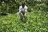  (Stachytarpheta cayennensis - BioBot10450)  @11 [ ] CreativeCommons - Attribution Non-Commercial Share-Alike (2011) Daniel H. Janzen Guanacaste Dry Forest Conservation Fund