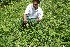  ( - BioBot10451)  @11 [ ] CreativeCommons - Attribution Non-Commercial Share-Alike (2011) Daniel H. Janzen Guanacaste Dry Forest Conservation Fund