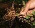  ( - BioBot10461)  @11 [ ] CreativeCommons - Attribution Non-Commercial Share-Alike (2011) Daniel H. Janzen Guanacaste Dry Forest Conservation Fund