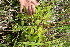  ( - BioBot10490)  @11 [ ] CreativeCommons - Attribution Non-Commercial Share-Alike (2011) Daniel H. Janzen Guanacaste Dry Forest Conservation Fund