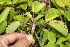  ( - BioBot10490)  @11 [ ] CreativeCommons - Attribution Non-Commercial Share-Alike (2011) Daniel H. Janzen Guanacaste Dry Forest Conservation Fund