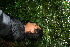  (Guatteria - BioBot10500)  @11 [ ] CreativeCommons - Attribution Non-Commercial Share-Alike (2011) Daniel H. Janzen Guanacaste Dry Forest Conservation Fund