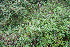  ( - BioBot10512)  @11 [ ] CreativeCommons - Attribution Non-Commercial Share-Alike (2011) Daniel H. Janzen Guanacaste Dry Forest Conservation Fund