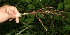  ( - BioBot10512)  @11 [ ] CreativeCommons - Attribution Non-Commercial Share-Alike (2011) Daniel H. Janzen Guanacaste Dry Forest Conservation Fund