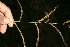  ( - BioBot10512)  @11 [ ] CreativeCommons - Attribution Non-Commercial Share-Alike (2011) Daniel H. Janzen Guanacaste Dry Forest Conservation Fund