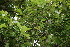  ( - BioBot10514)  @11 [ ] CreativeCommons - Attribution Non-Commercial Share-Alike (2011) Daniel H. Janzen Guanacaste Dry Forest Conservation Fund