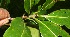  ( - BioBot10514)  @11 [ ] CreativeCommons - Attribution Non-Commercial Share-Alike (2011) Daniel H. Janzen Guanacaste Dry Forest Conservation Fund