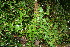  ( - BioBot10518)  @11 [ ] CreativeCommons - Attribution Non-Commercial Share-Alike (2011) Daniel H. Janzen Guanacaste Dry Forest Conservation Fund