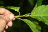  ( - BioBot10518)  @11 [ ] CreativeCommons - Attribution Non-Commercial Share-Alike (2011) Daniel H. Janzen Guanacaste Dry Forest Conservation Fund
