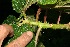  (Urera baccifera - BioBot10521)  @11 [ ] CreativeCommons - Attribution Non-Commercial Share-Alike (2011) Daniel H. Janzen Guanacaste Dry Forest Conservation Fund