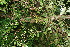  ( - BioBot10523)  @11 [ ] CreativeCommons - Attribution Non-Commercial Share-Alike (2011) Daniel H. Janzen Guanacaste Dry Forest Conservation Fund