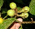  (Solanum hayesii - BioBot10523)  @11 [ ] CreativeCommons - Attribution Non-Commercial Share-Alike (2011) Daniel H. Janzen Guanacaste Dry Forest Conservation Fund