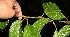  ( - BioBot10523)  @11 [ ] CreativeCommons - Attribution Non-Commercial Share-Alike (2011) Daniel H. Janzen Guanacaste Dry Forest Conservation Fund