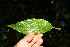  ( - BioBot10523)  @11 [ ] CreativeCommons - Attribution Non-Commercial Share-Alike (2011) Daniel H. Janzen Guanacaste Dry Forest Conservation Fund
