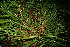  ( - BioBot10528)  @11 [ ] CreativeCommons - Attribution Non-Commercial Share-Alike (2011) Daniel H. Janzen Guanacaste Dry Forest Conservation Fund