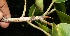  ( - BioBot10558)  @11 [ ] CreativeCommons - Attribution Non-Commercial Share-Alike (2011) Daniel H. Janzen Guanacaste Dry Forest Conservation Fund