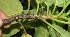  ( - BioBot10559)  @11 [ ] CreativeCommons - Attribution Non-Commercial Share-Alike (2011) Daniel H. Janzen Guanacaste Dry Forest Conservation Fund