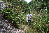  ( - BioBot10575)  @11 [ ] CreativeCommons - Attribution Non-Commercial Share-Alike (2011) Daniel H. Janzen Guanacaste Dry Forest Conservation Fund