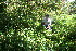  (Iresine diffusa - BioBot10579)  @11 [ ] CreativeCommons - Attribution Non-Commercial Share-Alike (2011) Daniel H. Janzen Guanacaste Dry Forest Conservation Fund