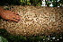 ( - BioBot10580)  @11 [ ] CreativeCommons - Attribution Non-Commercial Share-Alike (2011) Daniel H. Janzen Guanacaste Dry Forest Conservation Fund