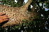  ( - BioBot10580)  @11 [ ] CreativeCommons - Attribution Non-Commercial Share-Alike (2011) Daniel H. Janzen Guanacaste Dry Forest Conservation Fund