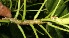  ( - BioBot10580)  @11 [ ] CreativeCommons - Attribution Non-Commercial Share-Alike (2011) Daniel H. Janzen Guanacaste Dry Forest Conservation Fund
