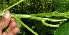  ( - BioBot10581)  @11 [ ] CreativeCommons - Attribution Non-Commercial Share-Alike (2011) Daniel H. Janzen Guanacaste Dry Forest Conservation Fund