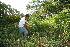  ( - BioBot10584)  @11 [ ] CreativeCommons - Attribution Non-Commercial Share-Alike (2011) Daniel H. Janzen Guanacaste Dry Forest Conservation Fund