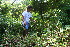  ( - BioBot10587)  @11 [ ] CreativeCommons - Attribution Non-Commercial Share-Alike (2011) Daniel H. Janzen Guanacaste Dry Forest Conservation Fund