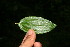  ( - BioBot10598)  @12 [ ] CreativeCommons - Attribution Non-Commercial Share-Alike (2011) Daniel H. Janzen Guanacaste Dry Forest Conservation Fund