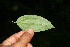  (Baccharis trinervis - BioBot10598)  @13 [ ] CreativeCommons - Attribution Non-Commercial Share-Alike (2011) Daniel H. Janzen Guanacaste Dry Forest Conservation Fund