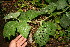  (Solanum jamaicense - BioBot10649)  @11 [ ] CreativeCommons - Attribution Non-Commercial Share-Alike (2010) Daniel H. Janzen Guanacaste Dry Forest Conservation Fund