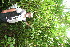  (Bertiera - BioBot10654)  @11 [ ] CreativeCommons - Attribution Non-Commercial Share-Alike (2010) Daniel H. Janzen Guanacaste Dry Forest Conservation Fund