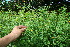  ( - BioBot10688)  @11 [ ] CreativeCommons - Attribution Non-Commercial Share-Alike (2010) Daniel H. Janzen Guanacaste Dry Forest Conservation Fund