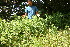  ( - BioBot10689)  @11 [ ] CreativeCommons - Attribution Non-Commercial Share-Alike (2010) Daniel H. Janzen Guanacaste Dry Forest Conservation Fund