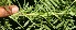  ( - BioBot10689)  @11 [ ] CreativeCommons - Attribution Non-Commercial Share-Alike (2010) Daniel H. Janzen Guanacaste Dry Forest Conservation Fund