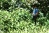  ( - BioBot10690)  @11 [ ] CreativeCommons - Attribution Non-Commercial Share-Alike (2010) Daniel H. Janzen Guanacaste Dry Forest Conservation Fund
