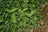  ( - BioBot10693)  @11 [ ] CreativeCommons - Attribution Non-Commercial Share-Alike (2010) Daniel H. Janzen Guanacaste Dry Forest Conservation Fund