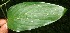  ( - BioBot10694)  @11 [ ] CreativeCommons - Attribution Non-Commercial Share-Alike (2010) Daniel H. Janzen Guanacaste Dry Forest Conservation Fund