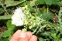  ( - BioBot10703)  @11 [ ] CreativeCommons - Attribution Non-Commercial Share-Alike (2010) Daniel H. Janzen Guanacaste Dry Forest Conservation Fund