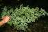  ( - BioBot10723)  @11 [ ] CreativeCommons - Attribution Non-Commercial Share-Alike (2010) Daniel H. Janzen Guanacaste Dry Forest Conservation Fund