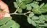  ( - BioBot10723)  @11 [ ] CreativeCommons - Attribution Non-Commercial Share-Alike (2010) Daniel H. Janzen Guanacaste Dry Forest Conservation Fund
