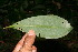  ( - BioBot10733)  @11 [ ] CreativeCommons - Attribution Non-Commercial Share-Alike (2010) Daniel H. Janzen Guanacaste Dry Forest Conservation Fund