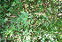  (Zanthoxylum monophyllum - BioBot10755)  @11 [ ] CreativeCommons - Attribution Non-Commercial Share-Alike (2010) Daniel H. Janzen Guanacaste Dry Forest Conservation Fund