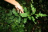  ( - BioBot10757)  @11 [ ] CreativeCommons - Attribution Non-Commercial Share-Alike (2010) Daniel H. Janzen Guanacaste Dry Forest Conservation Fund