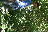  ( - BioBot10768)  @11 [ ] CreativeCommons - Attribution Non-Commercial Share-Alike (2010) Daniel H. Janzen Guanacaste Dry Forest Conservation Fund