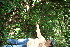  ( - BioBot10786)  @11 [ ] CreativeCommons - Attribution Non-Commercial Share-Alike (2010) Daniel H. Janzen Guanacaste Dry Forest Conservation Fund
