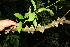  ( - BioBot10798)  @11 [ ] CreativeCommons - Attribution Non-Commercial Share-Alike (2010) Daniel H. Janzen Guanacaste Dry Forest Conservation Fund